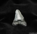 Bargain Inch Megalodon Tooth #148-1